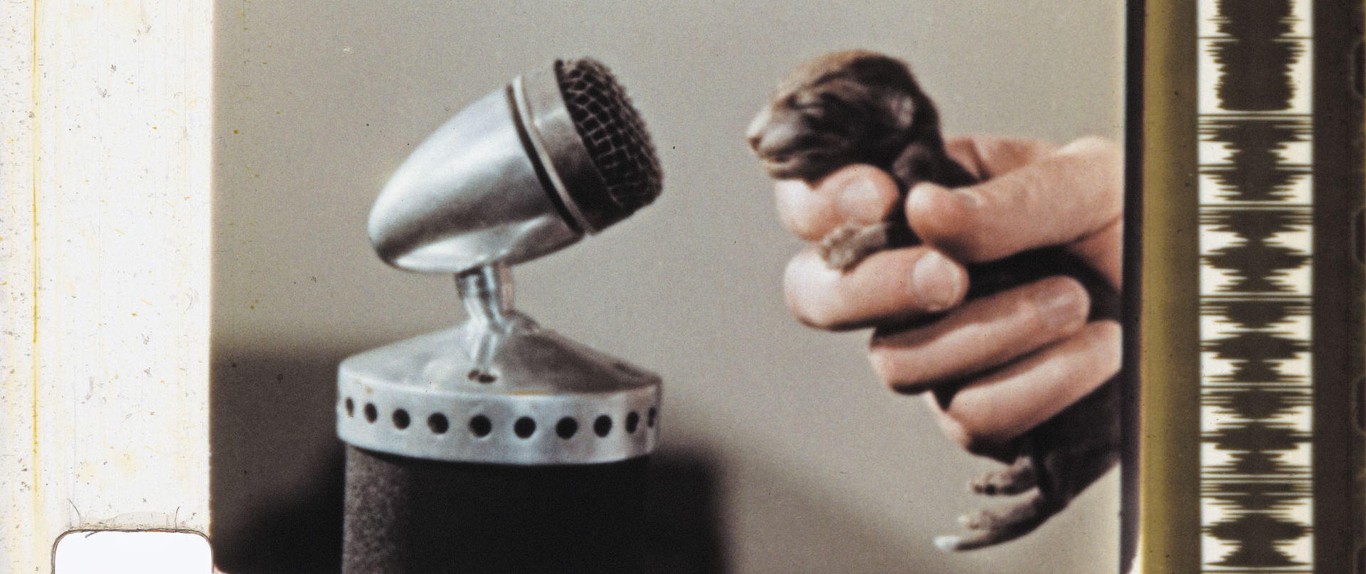 Bestiari, erbari, lapidari